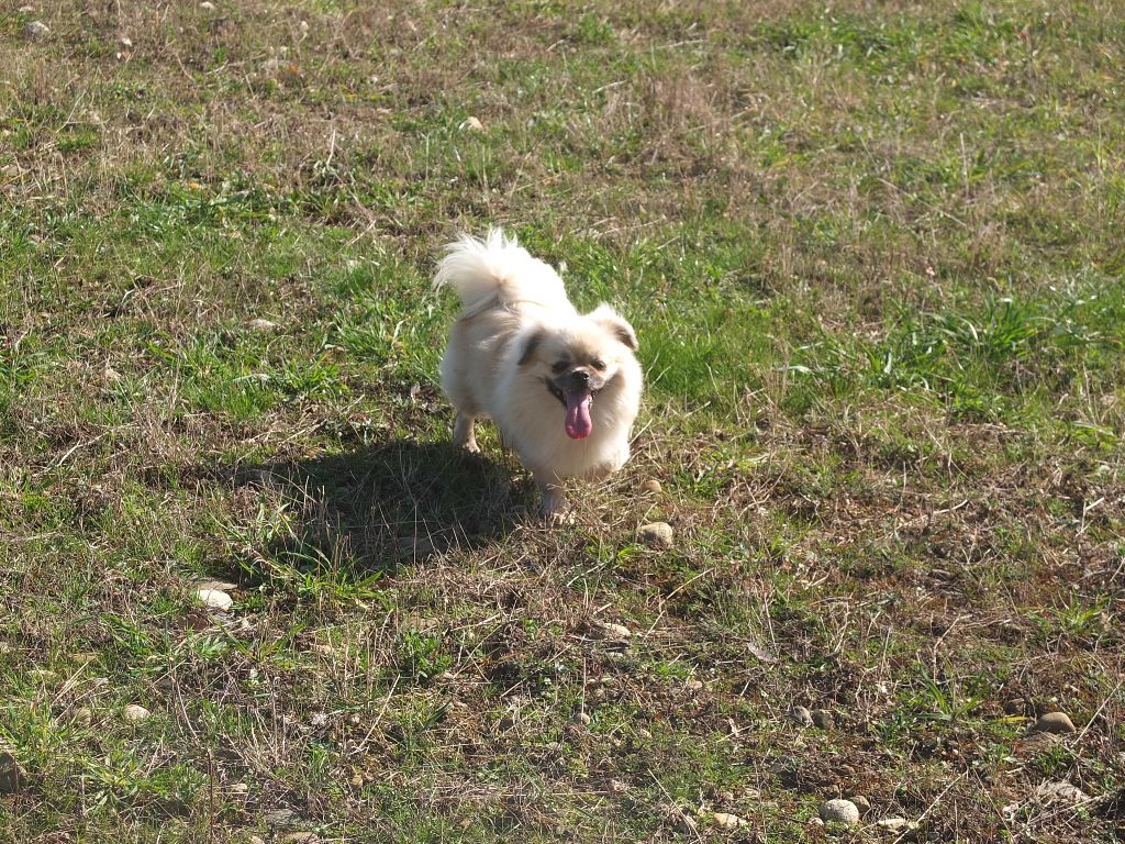 Heliantus de Doganbay